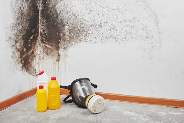 Best Commercial Mold Removal  in Riverdale Park, MD