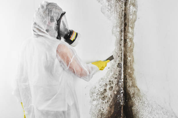 Best Mold Testing and Removal  in Riverdale Park, MD