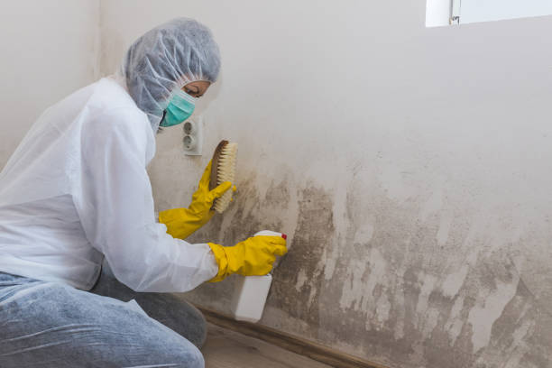 Certified Mold Removal in Riverdale Park, MD