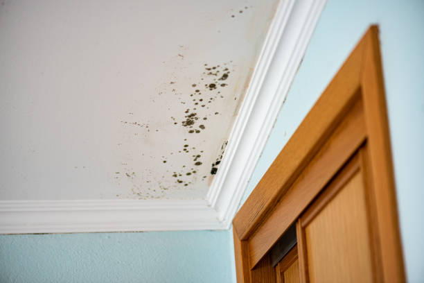 Mold Testing and Removal in Riverdale Park, MD