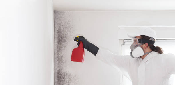 Best Professional Mold Removal  in Riverdale Park, MD