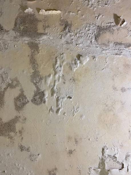 Best Mold Damage Repair  in Riverdale Park, MD