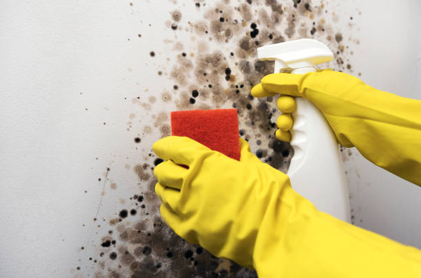 Best Black Mold Removal  in Riverdale Park, MD