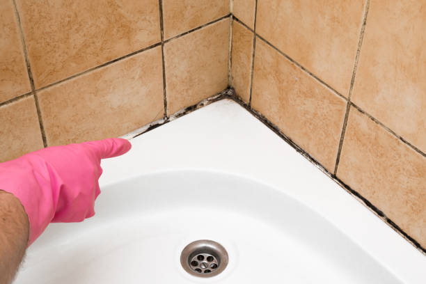 Best Home Mold Removal  in Riverdale Park, MD